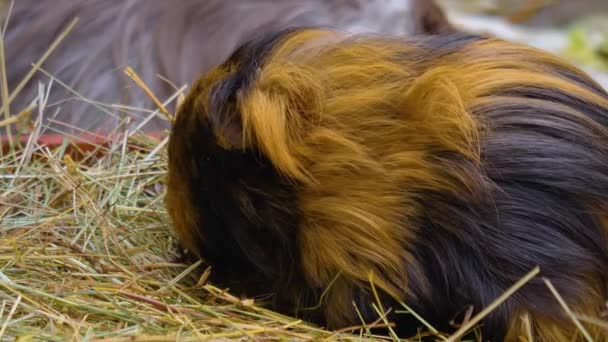 Close Brown Guinea Pigs Sitting Ground — 图库视频影像