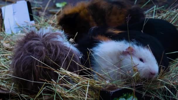Close Brown Guinea Pigs Sitting Ground — Video Stock