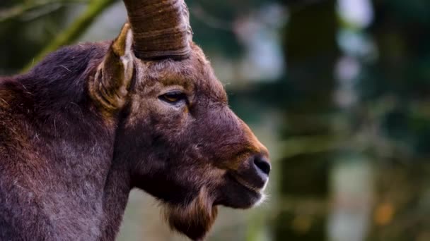 Tutup Kepala Ibex Alpine Mengunyah Musim Gugur Hutan — Stok Video