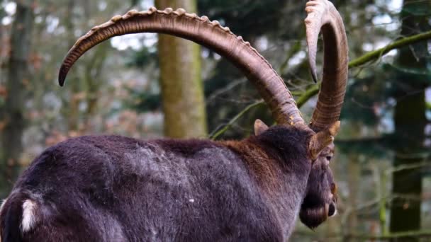 Close Alpine Ibex Head Chewing Autumn Woods — Vídeo de Stock