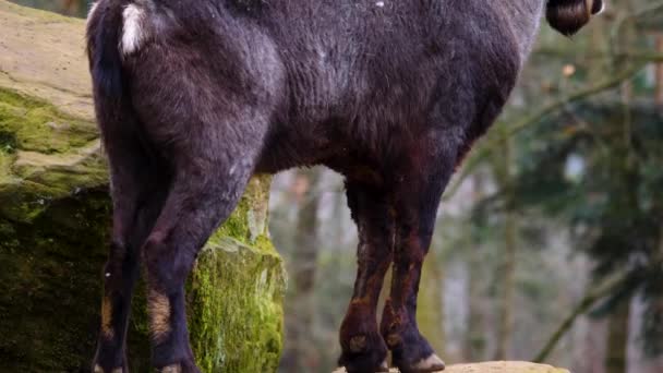 Großaufnahme Vom Steinbockkopf Der Herbst Wald Kaut — Stockvideo