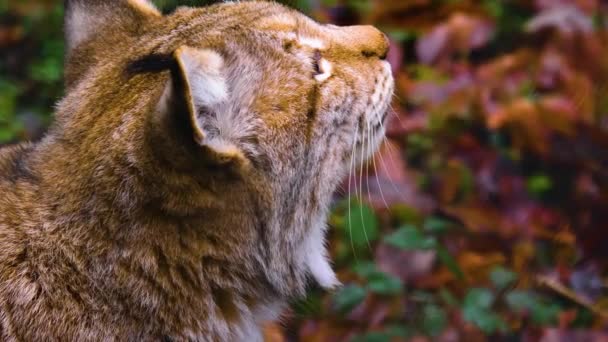 Close Lynx Cat Forest Sunny Day Autumn — Stock video