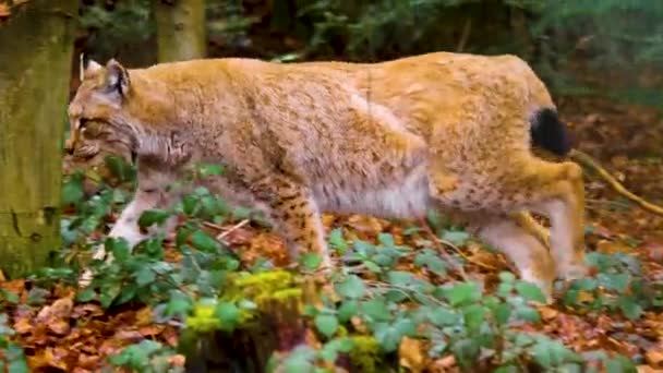 秋の晴れた日に森の中でリンクス猫のクローズアップ — ストック動画