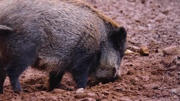 Gros Plan Sur Porc Sanglier Creusant Dans Terre — Video