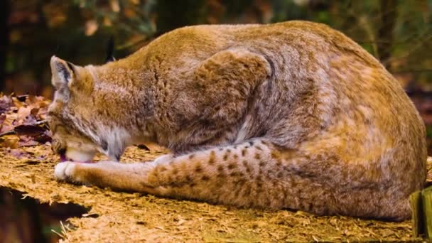Sluiten Van Lynx Kat Het Bos Een Zonnige Dag Herfst — Stockvideo