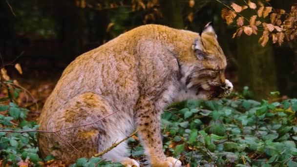 Primer Plano Lince Gato Bosque Día Soleado Otoño — Vídeos de Stock