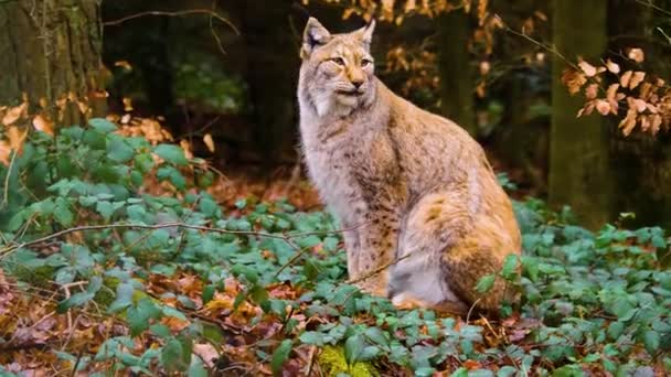 Aproape Pisica Lynx Pădure Într Însorită Toamnă — Videoclip de stoc