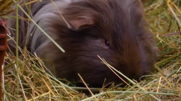 Großaufnahme Von Meerschweinchenkopf Der Auf Dem Boden Sitzt — Stockvideo