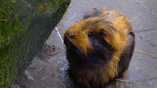 Close Guinea Pig Head Sitting Ground — Vídeo de Stock