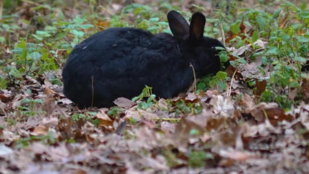 Крупним Планом Чорний Кролик Сидить Землі — стокове відео