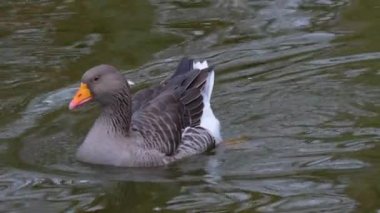 Göletin kenarındaki kazları kapatın.