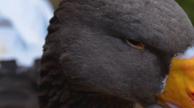 Göletin kenarındaki kazları kapatın.