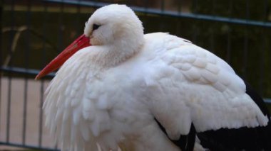 Sonbaharda beyaz leylekleri kapatın.