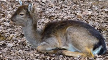 Güneşli bir günde ormanda geyiklere yaklaşmak.