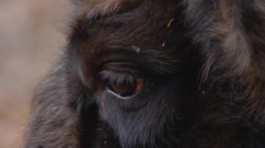 Bizon kafasının yakınına.