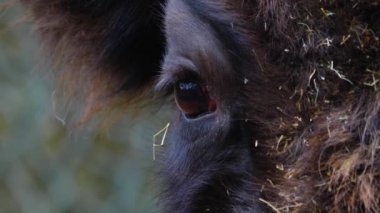 Bizon kafasının yakınına.