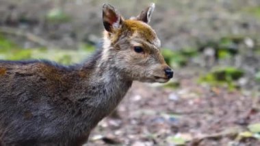 Ormandaki sika geyiğine yaklaş.
