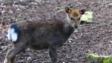 Ormandaki sika geyiğine yaklaş.