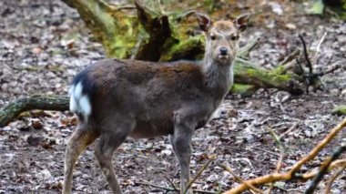 Ormandaki sika geyiğine yaklaş.