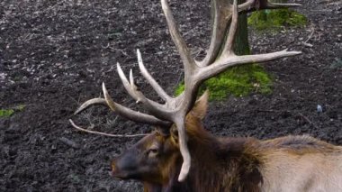 Geyik Wapiti geyiğinin ormanda durduğu yere yakın.