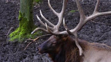 Geyik Wapiti geyiğinin ormanda durduğu yere yakın.