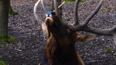 Geyik Wapiti geyiğinin ormanda durduğu yere yakın.