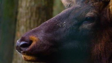 Geyik Wapiti geyiğinin ormanda durduğu yere yakın.