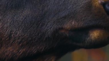 Geyik Wapiti geyiğinin ormanda durduğu yere yakın.