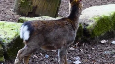 Ormandaki sika geyiğine yaklaş.