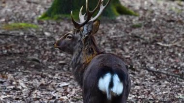 Ormandaki sika geyiğine yaklaş.