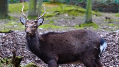 Ormandaki sika geyiğine yaklaş.