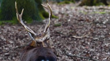 Ormandaki sika geyiğine yaklaş.