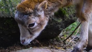 Yazın dağ keçisini kapat..