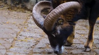 Yazın dağ keçisini kapat..