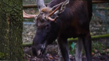 Ormandaki geyiğin yakınına..