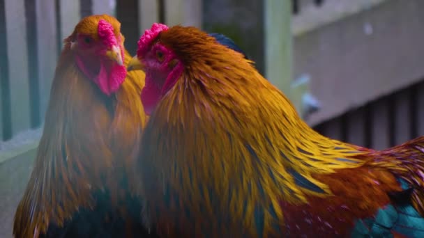 Närbild Rooster Huvud — Stockvideo