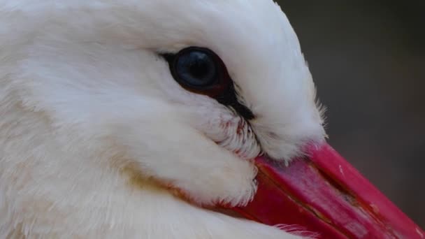 Close White Storks Autumn — Stock Video