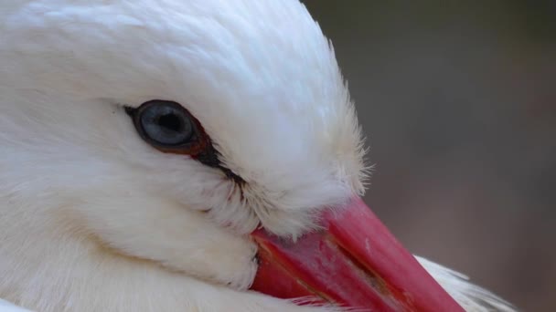 Close White Storks Autumn — Vídeo de Stock