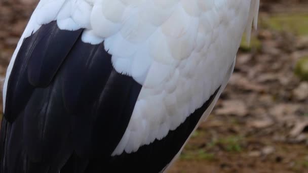 Close White Storks Autumn — Stockvideo