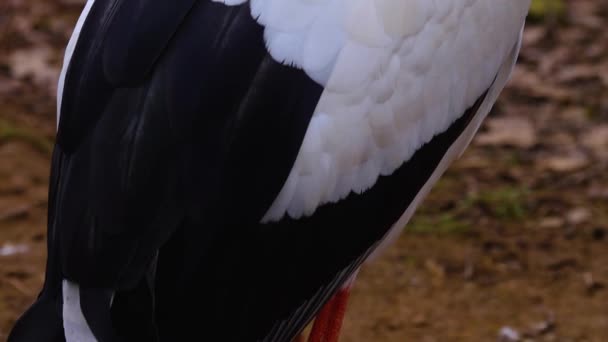 Close White Storks Autumn Gráficos De Vetor