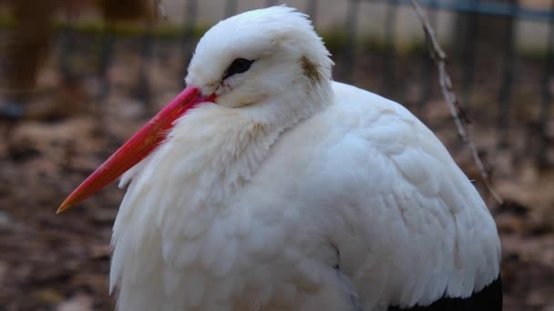 Close White Storks Autumn — Stockvideo