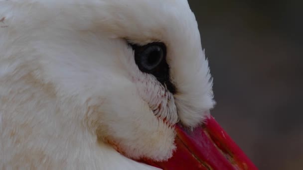 秋天白鹤的近身活动 — 图库视频影像