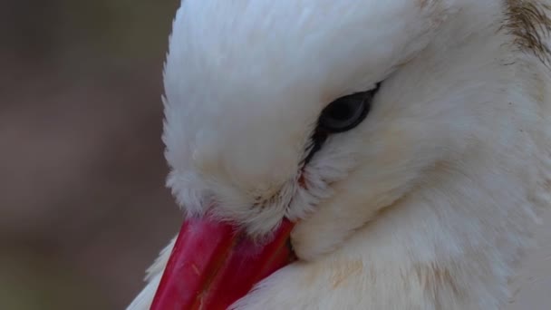 秋天白鹤的近身活动 — 图库视频影像