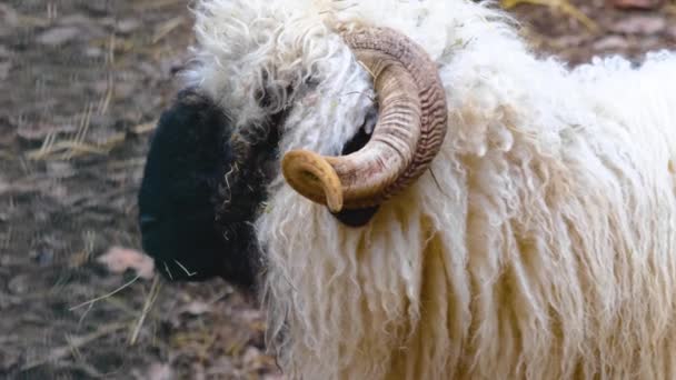 Закрыть Черноногую Овчарку — стоковое видео