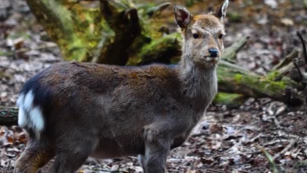 Close Sika Deer Forest — Vídeo de Stock