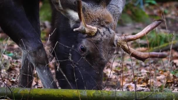 Close Moose Woods — Stock Video