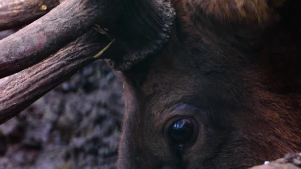 Close Elk Wapiti Deer Standing Woods — Stock Video