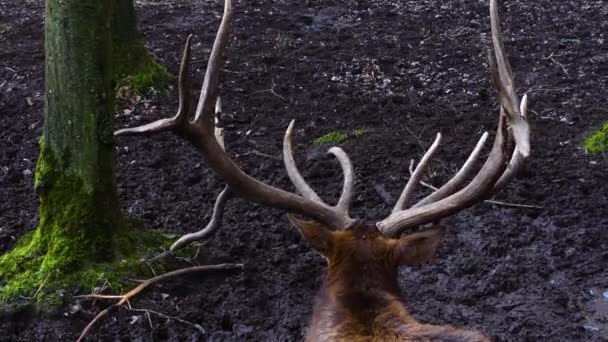 Close Elk Wapiti Deer Standing Woods — 图库视频影像