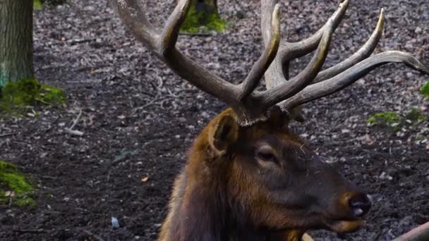 Close Elk Wapiti Deer Standing Woods — Stockvideo