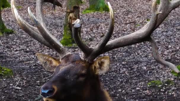 Geyik Wapiti Geyiğinin Ormanda Durduğu Yere Yakın — Stok video